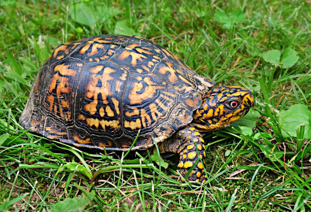 box turtle, wildlife, animal-1389243.jpg